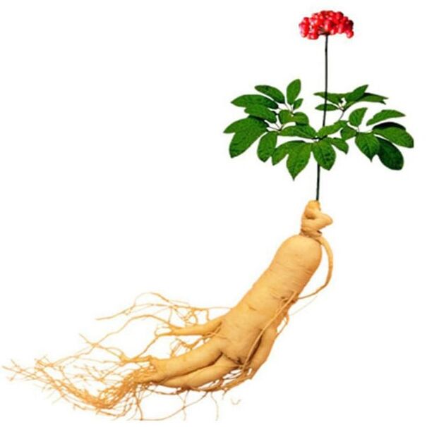 Root ženšenu v Xtrazexu (1)